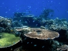 bali-dive-amed-tour1