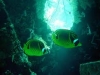 bali-dive-amed-tour10